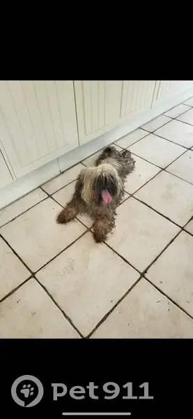 Chien trouvé couvert de boue à Thiembronne - photo
