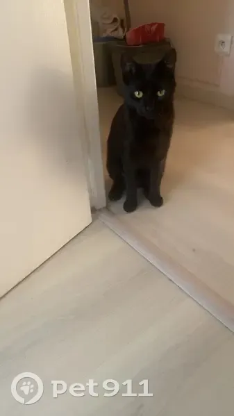 Chat noir Melvin perdu à Rognac, 200€ récompense - photo