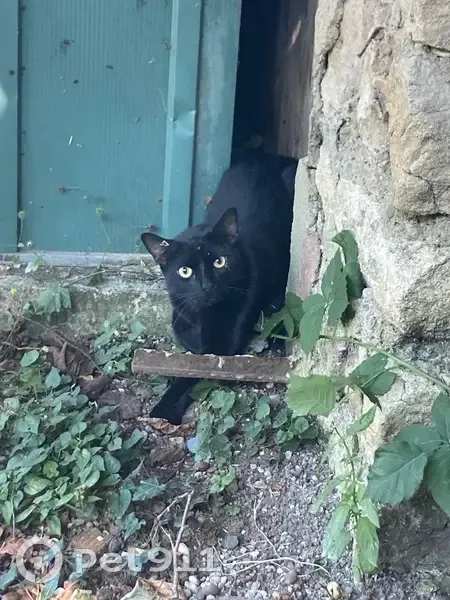 Chat noir trouvé, cherche famille, St-Max - photo