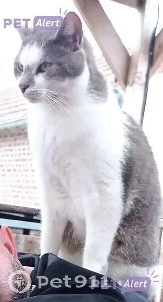Chat gris-blanc perdu, Elysium, Ablainzevelle - photo