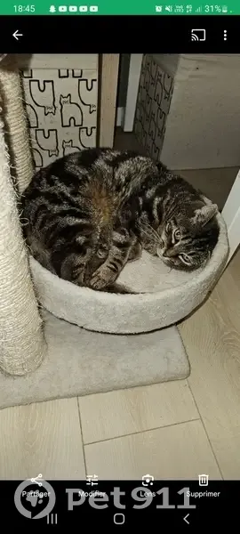Chatte tigrée perdue à Saint-Michel-sur-Orge - photo
