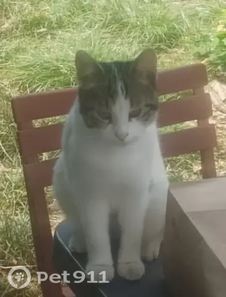 Chat gris et blanc perdu à Orléans - photo