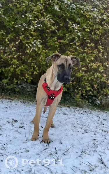 Chien perdu au lac de Créteil, aide demandée - photo