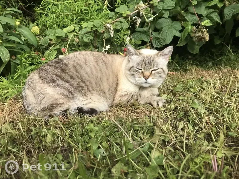 Chat perdu à Orléans - femelle shorthair 10 ans - photo