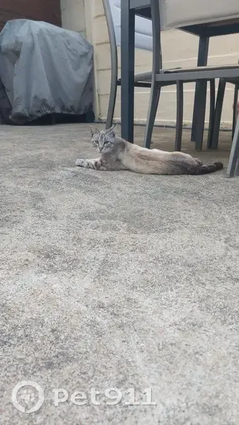 Chat siamois crème trouvé, maigre et affamé - photo
