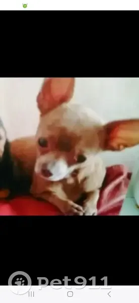 Chihuahua femelle marron perdue à Brémontier - photo