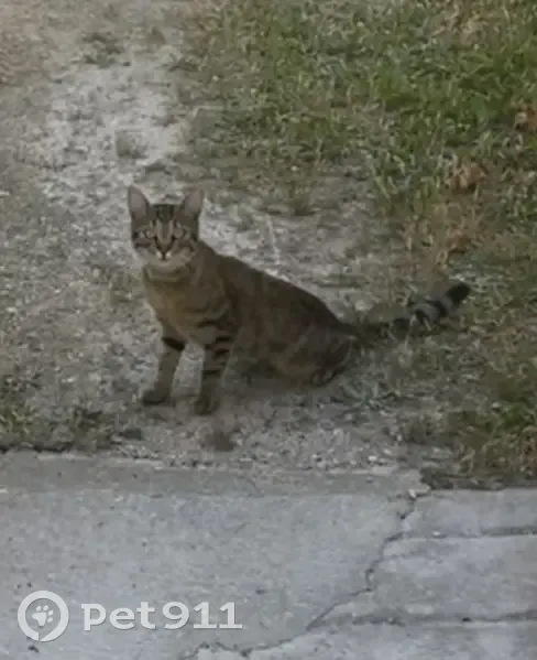 Chat tigré mâle trouvé Route d'Espeluche - photo