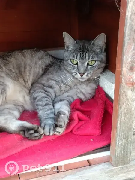 Chatte Kali disparue à Candé, aide recherchée - photo
