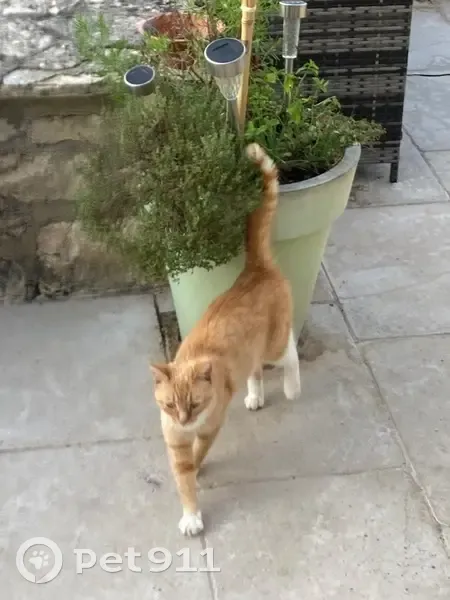 Chatte rousse trouvée Rue des Hauts d'Envaux - photo