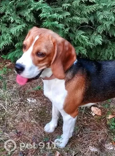 Beagle tricolore femelle perdue à Merville - photo