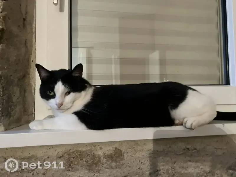 Chat mâle perdu, pucé, castré à Orvault - photo