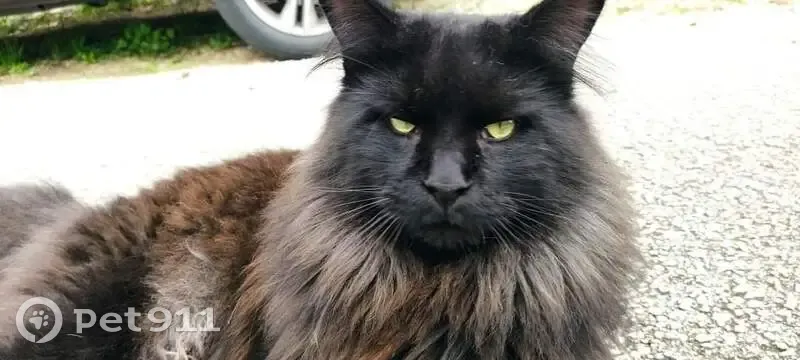 Chat Maine Coon noir disparu, 3 ans, Le Castellet - photo