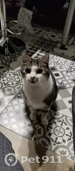 Chat européen noir/gris/blanc disparu à Attiches - photo