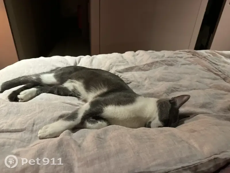 Chat gris et blanc perdu à Pornichet - photo