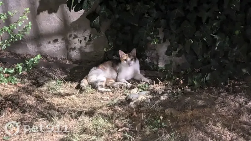 Chatte Isabelle câline trouvée à Toulouse - photo