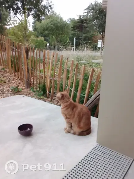 Chat roux tigré disparu à Bègles - photo