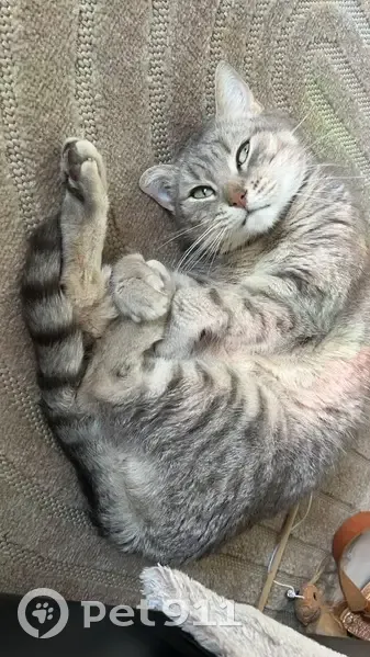 Chat tigré gris perdu à Vire-Normandie - photo