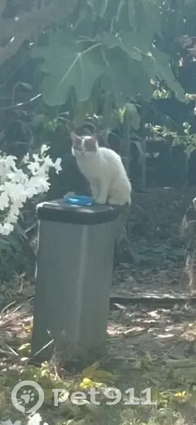 Chat blanc craintif trouvé à Limoux - photo