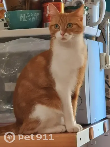 Chatte rousse et blanche disparue à Angers - photo