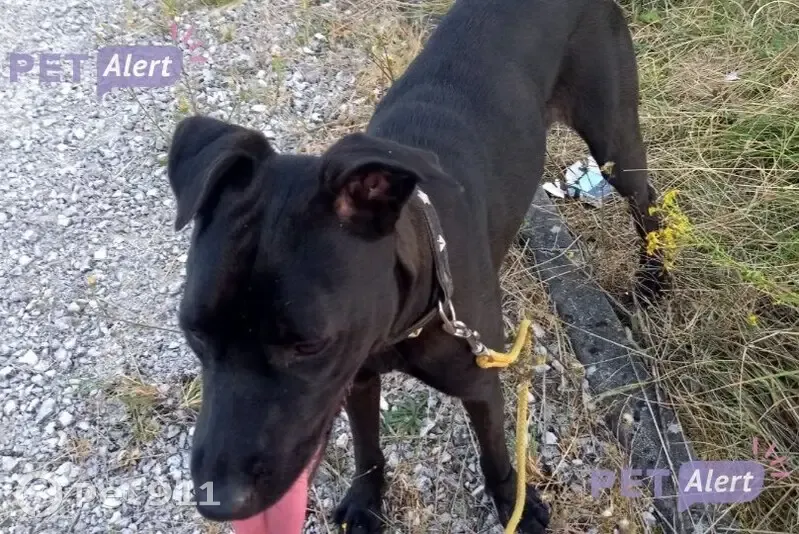 Jeune chienne noire trouvée à Courson-les-Carrières - photo