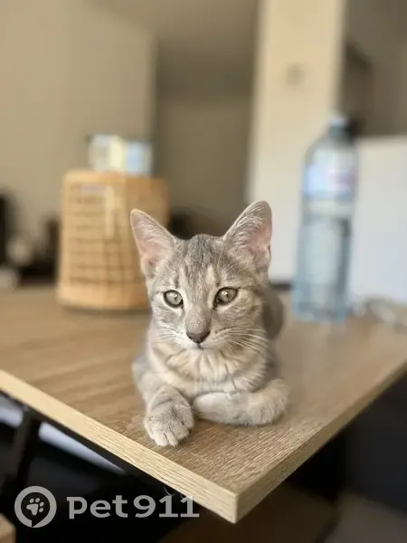 Chaton perdu à Valence, contactez-nous ! - photo