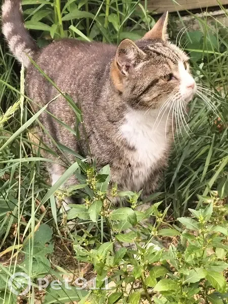 Chatte tigrée et blanche trouvée Hérouville - photo