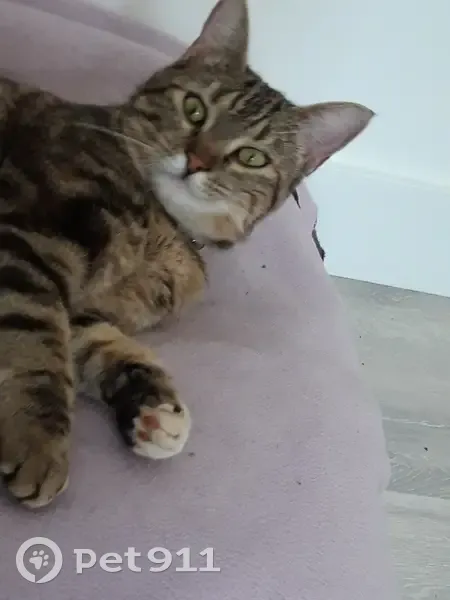 Chatte tigrée perdue avec collier à Maxéville - photo