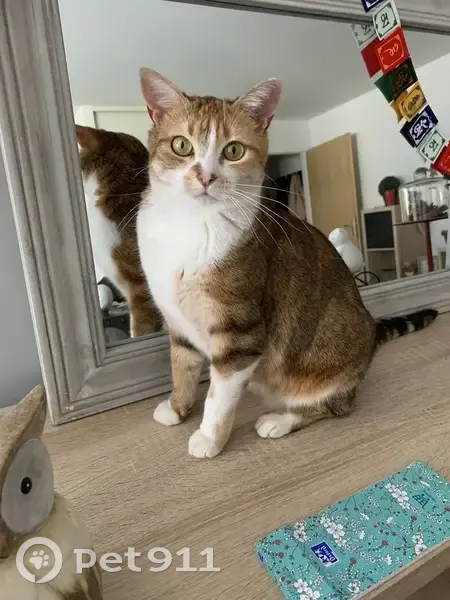 Chatte Rousse Européenne Perdue à Devecey - photo