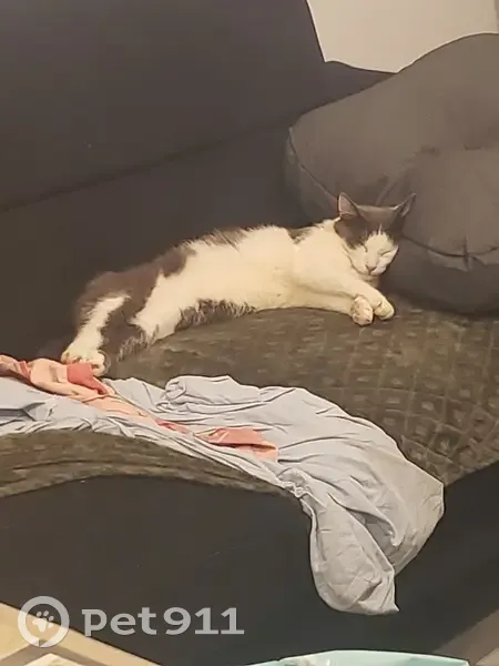 Chat disparu : Ratatouille alias Titi, 0644092250 - photo