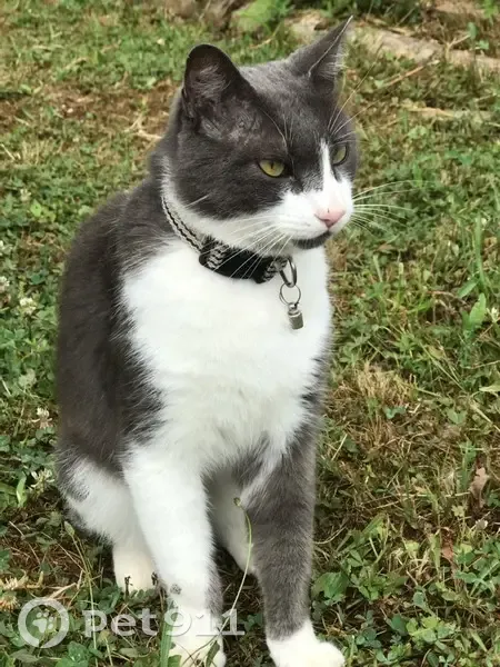 Chat gris et blanc trouvé Rue Pinet 2 - photo