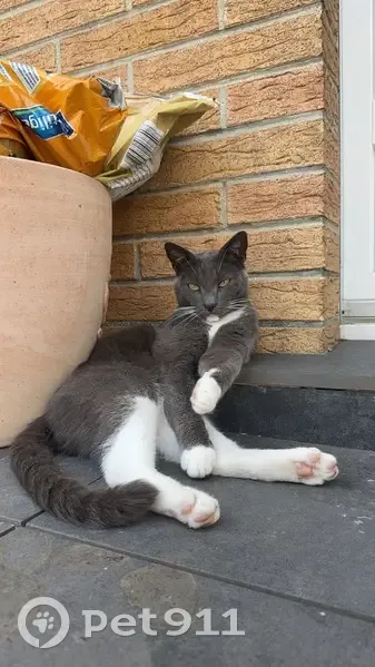 Chat Gris et Blanc Disparu à Cambrai - photo