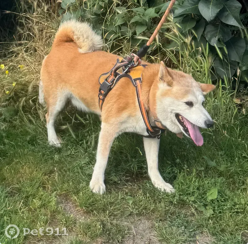 Shiba Inu de 14 ans perdu à Plascassier - photo