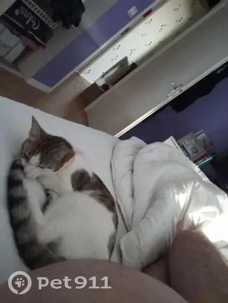 Chat trouvé à Villenave-d'Ornon (33) - photo