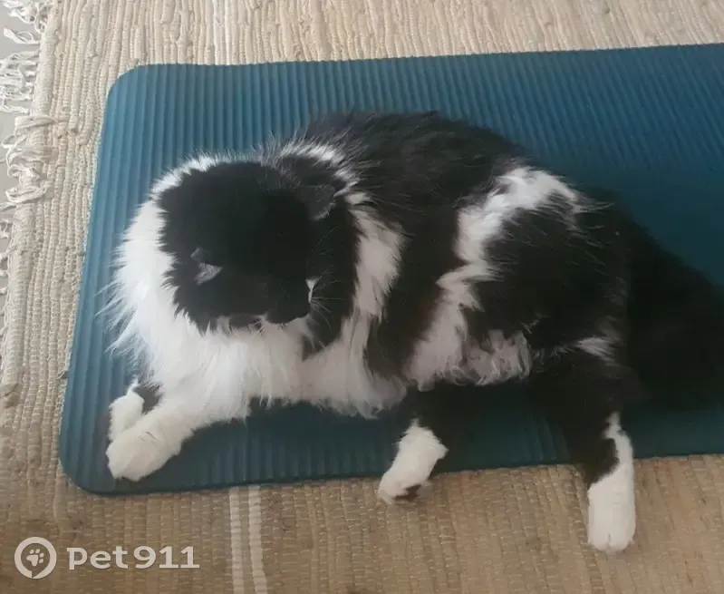 Chat perdu : Angora noir et blanc, Gustave, 11 ans - photo