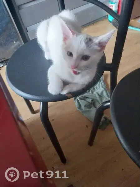 Chaton blanc tigré trouvé, 4 mois, Vannes - photo