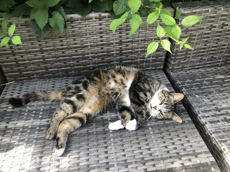 Chatte tigrée disparue à Saint-Martin-Boulogne - photo