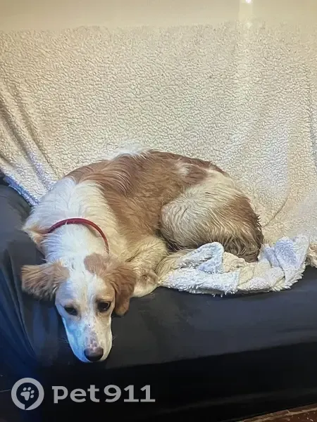 Chienne blanche tachetée perdue à L'Isle-Jourdain - photo