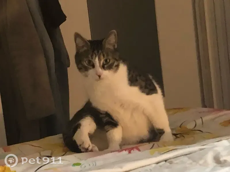 Chat perdu : Tao, mâle 4 ans, tigré, Royan - photo