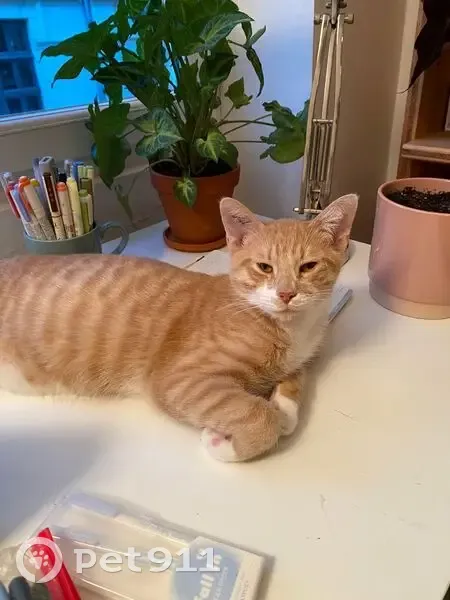 Chat roux tigré disparu à Étival - photo
