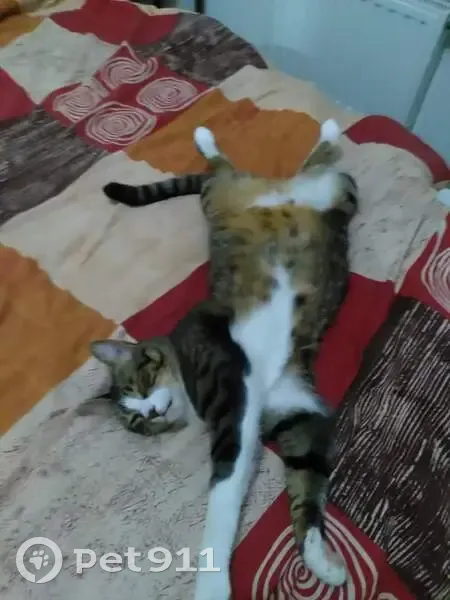 Chat tigré gris noir disparu à Angoulême - photo