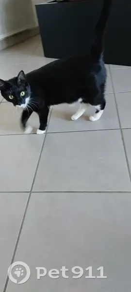 Chat noir et blanc perdu à Jacou - photo