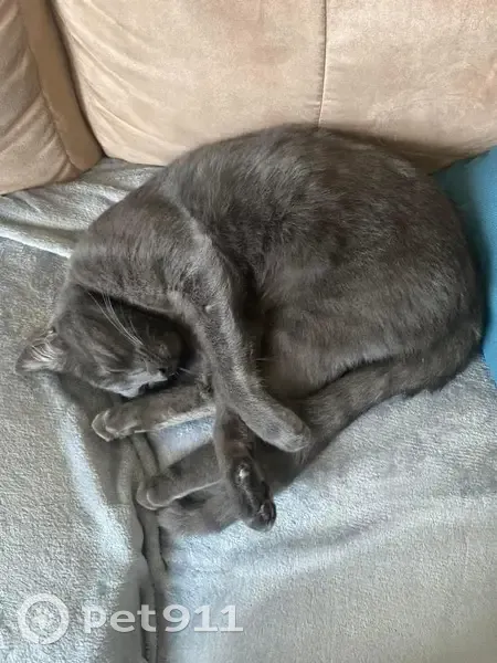 Chat gris craintif disparu à Angers - photo