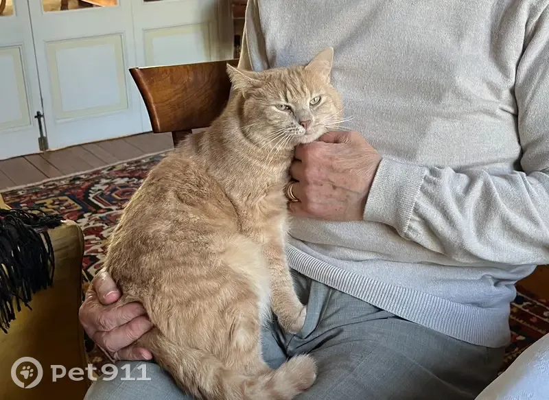 Chat disparu après chute de son maître - photo