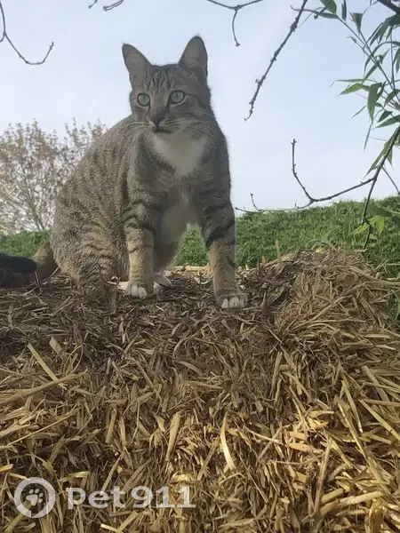 Chat mâle tigré-blanc perdu, pucé, St-Melaine - photo