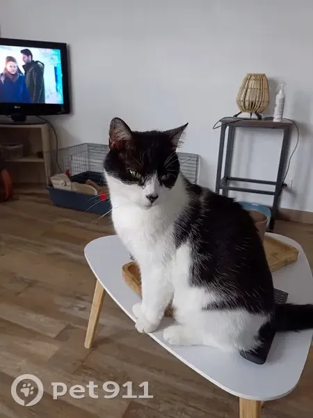 Chat noir et blanc perdu à Niort - photo