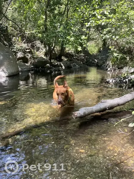 Chien Simba disparu à Millas, Route de Thuir - photo