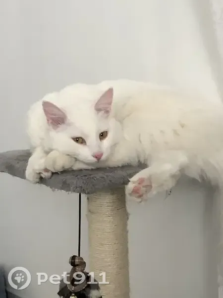 Chat albinos perdu à Alès, av. Marcel Cachin - photo