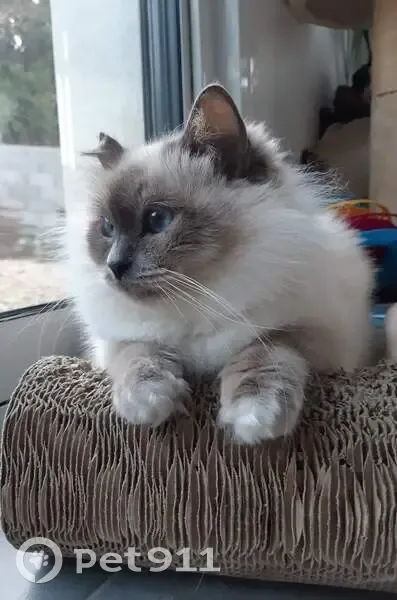 Chat Perdu à Murviel-lès-Montpellier - photo