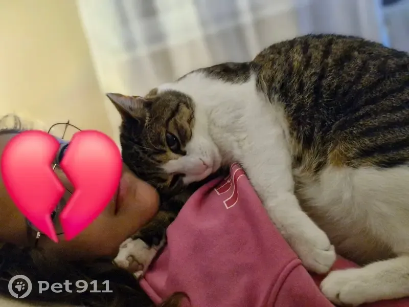 Chat Européen perdu à Tourcoing - photo