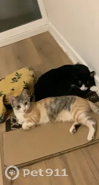 Chatte Nounoune disparue à Soissons - photo